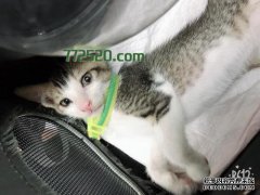 养一只猫不是一两天。在你养猫之前，你准备好