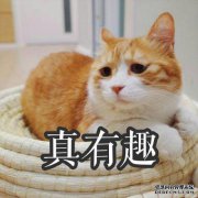 别人的男朋友给他送了一只橙色的猫，猫的话让