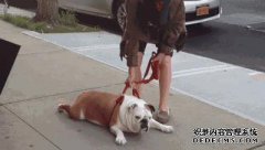 奇怪的GIF：姐姐，不要做奇怪的事情，青年逃脱