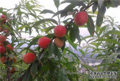 如果它在你的桃树上生长，它真的达到每磅80元。