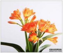 它没有在3点工作，crevia没有开花，注意一周的日