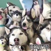店主送了一个玩具给Erha，但是第二首歌和他一起