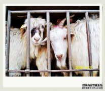 文字高调，自夸，它成为牺牲“羊肉”！