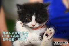 猫主人喜欢在家里，只需拍打楼梯，铲子官员就