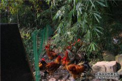 笑话：鼬在家禽养殖场的山崖上。