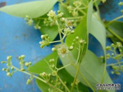 卡通香和臭鼬有什么区别？他们之间有区别