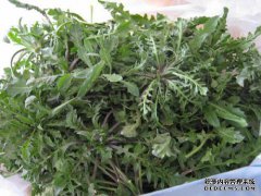 北京附近常见的四种美味野生植物，如A菜籽和二
