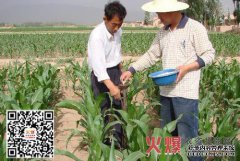 夏季玉米如何施肥？