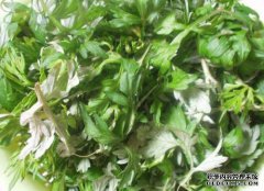 [艾草的功效和作用]蒿的功效和功效