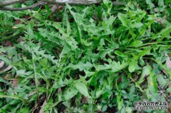 什么是韭菜？