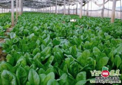 居民挤满了绿地种植蔬菜