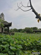 今天，汇辉花园收获了黄脚蜡