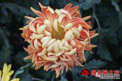 “丰富多彩的缎面花朵”的成语是什么？