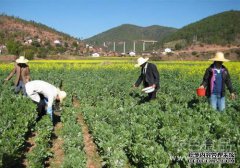 云中对肥料的需求有什么特点？如何科学施肥？