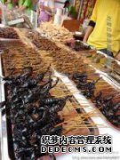 像黑蟑螂蜘蛛和其他毛毛虫一样的泰国昆虫派对