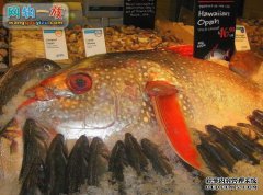 世界上最大的鱿鱼是什么？