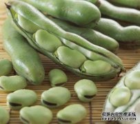 [脚豆病]什么是蚕豆病？