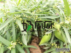 大坝植物地面瓜