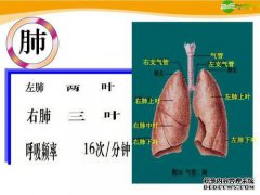 左右肺有什么区别？肺工作程序