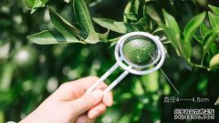 为什么小绿人如此受欢迎？找到了原因。