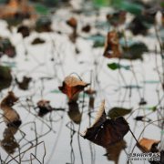 [没有雨罩，菊花仍然以霜冻为荣]