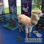 山西元社县康熙羊驼展
