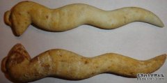 一只7岁大的乌鸦的腿是长长的“象牙”战斗，直