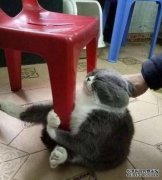 一只流浪猫死于相机下的饥饿。进入地面时，猫