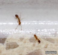 如何消灭我家中的蚂蚁？？