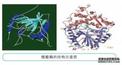 以下哪种结合酶有效（）