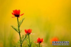 佛教的四个真理是什么？