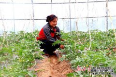 喀mura村每年建造1200个温室，开辟新的扶贫渠道