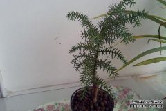 如何切澳大利亚杉