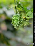 [Rai Grape]效果和功能