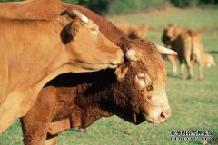 为什么龙华牛肉是“牛”？龙华有机借贷肥料