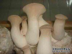 出口级牡蛎蘑菇