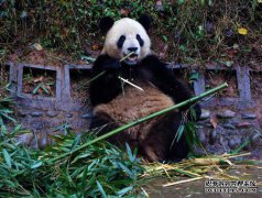 大熊猫的兄弟“龚公”和“舜舜”在海南庆祝了